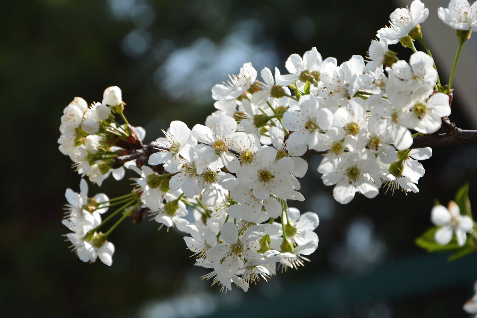 Nikon D7100 sample photo. Cherry, flower, sprig photography