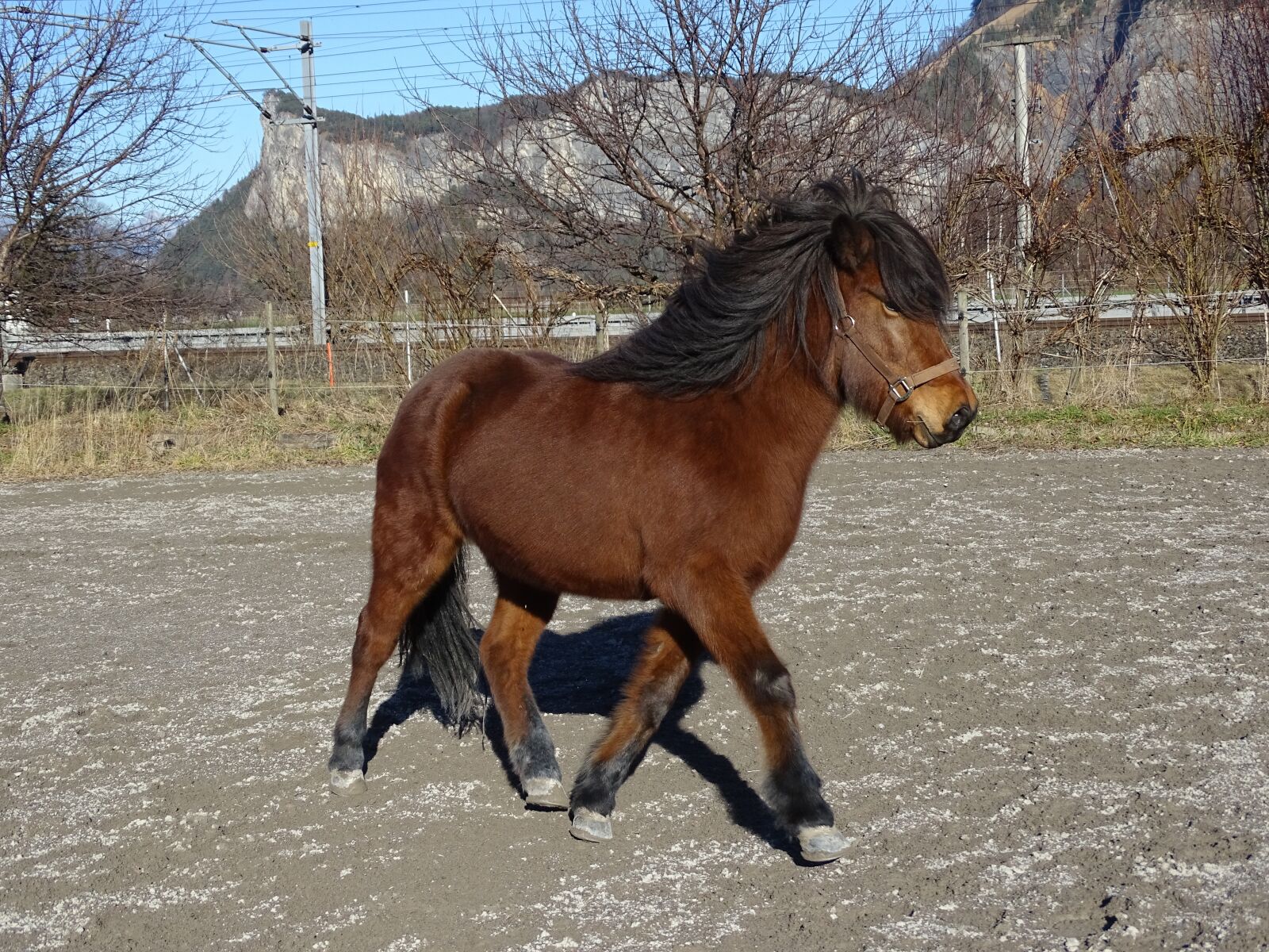 Sony Cyber-shot DSC-HX400V sample photo. Icelanders, horse, iceland horse photography