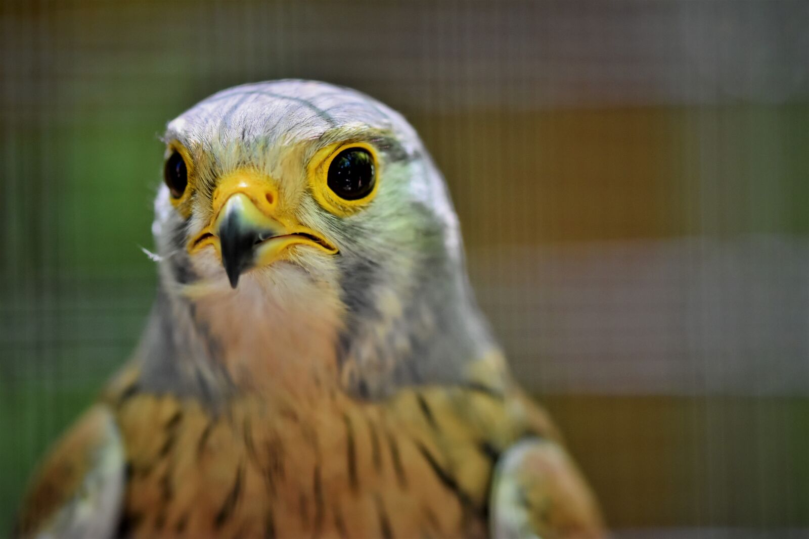 Nikon D7200 sample photo. Kestrel, falcon, raptor photography