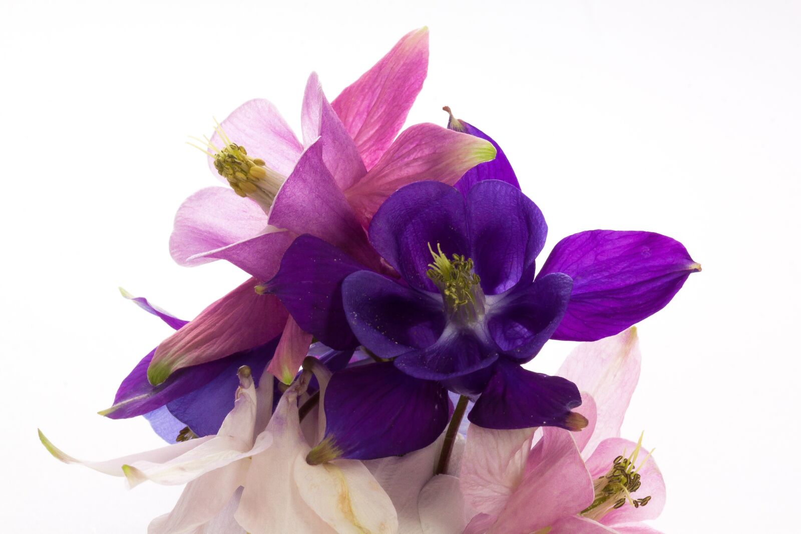 Canon EOS 50D sample photo. Columbine, aquilegia, genus photography