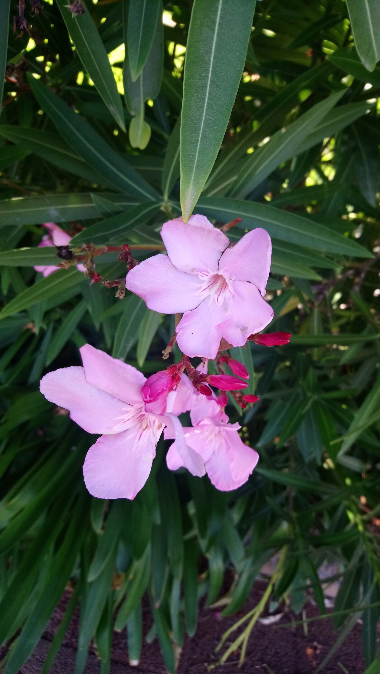 Sony Xperia XA1 Ultra sample photo. Flower, nature, madeira photography