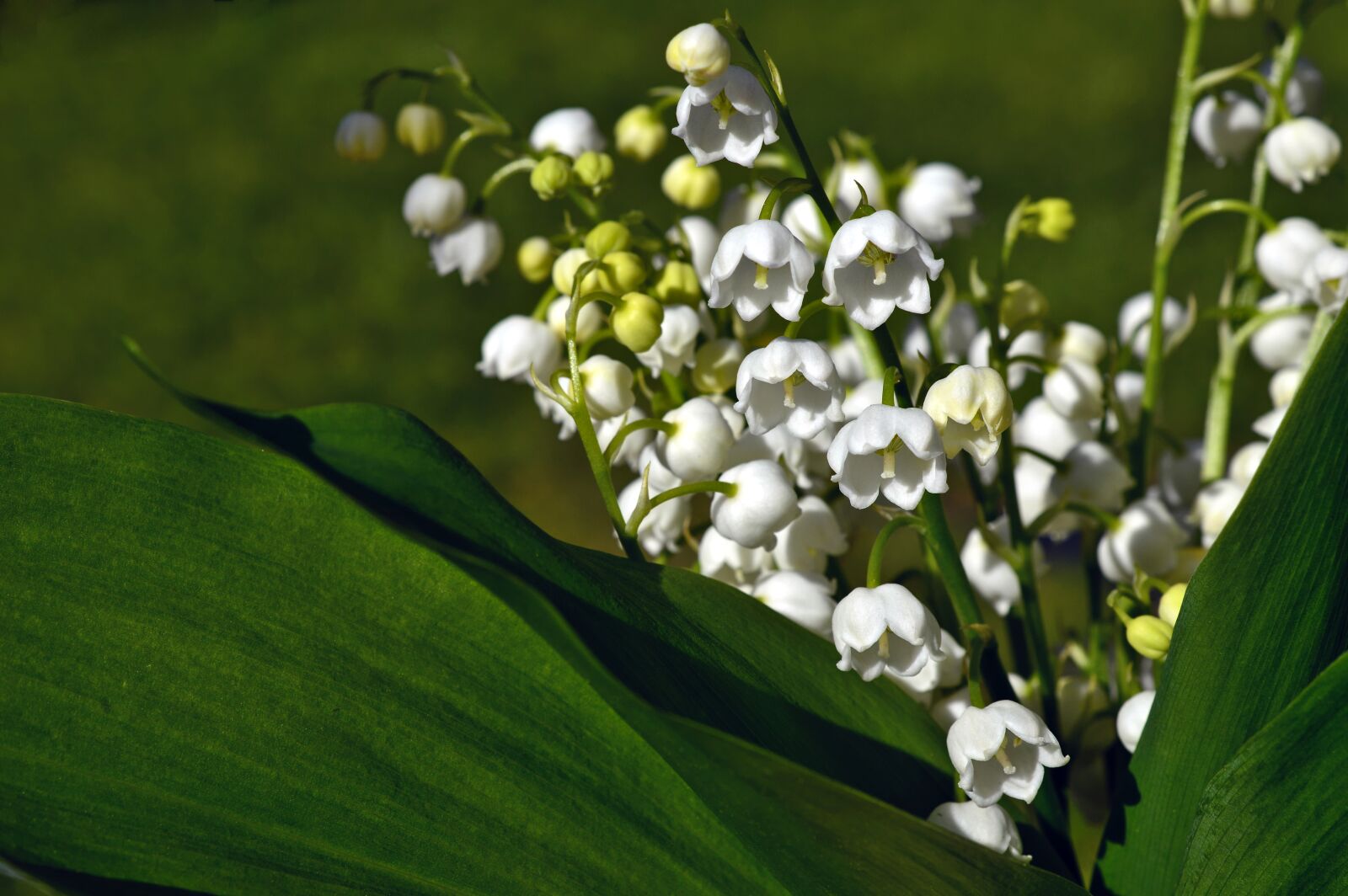 Nikon D3200 sample photo. Lily of the valley photography