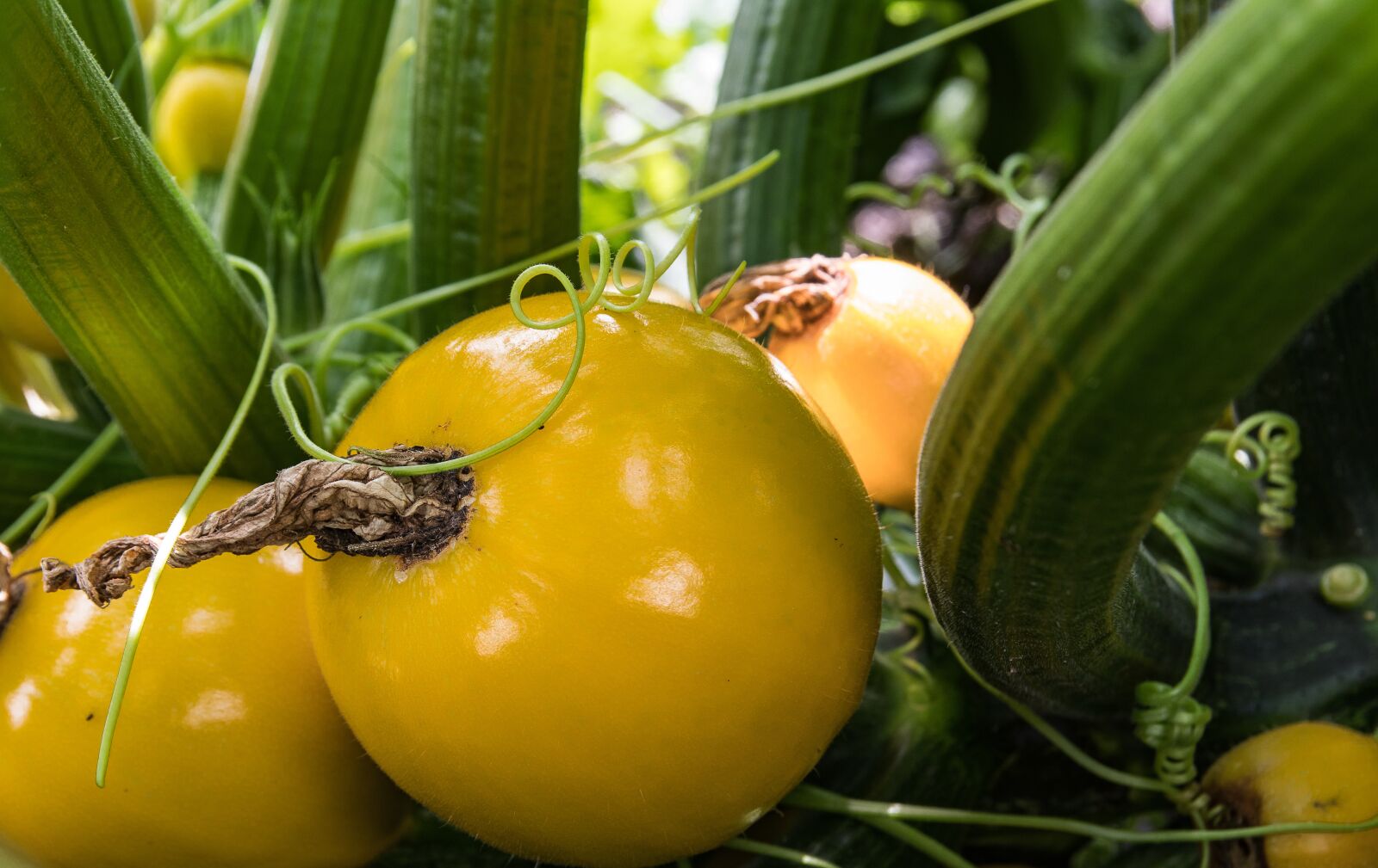 Canon EOS 80D sample photo. Zucchini, vegetables, yellow photography