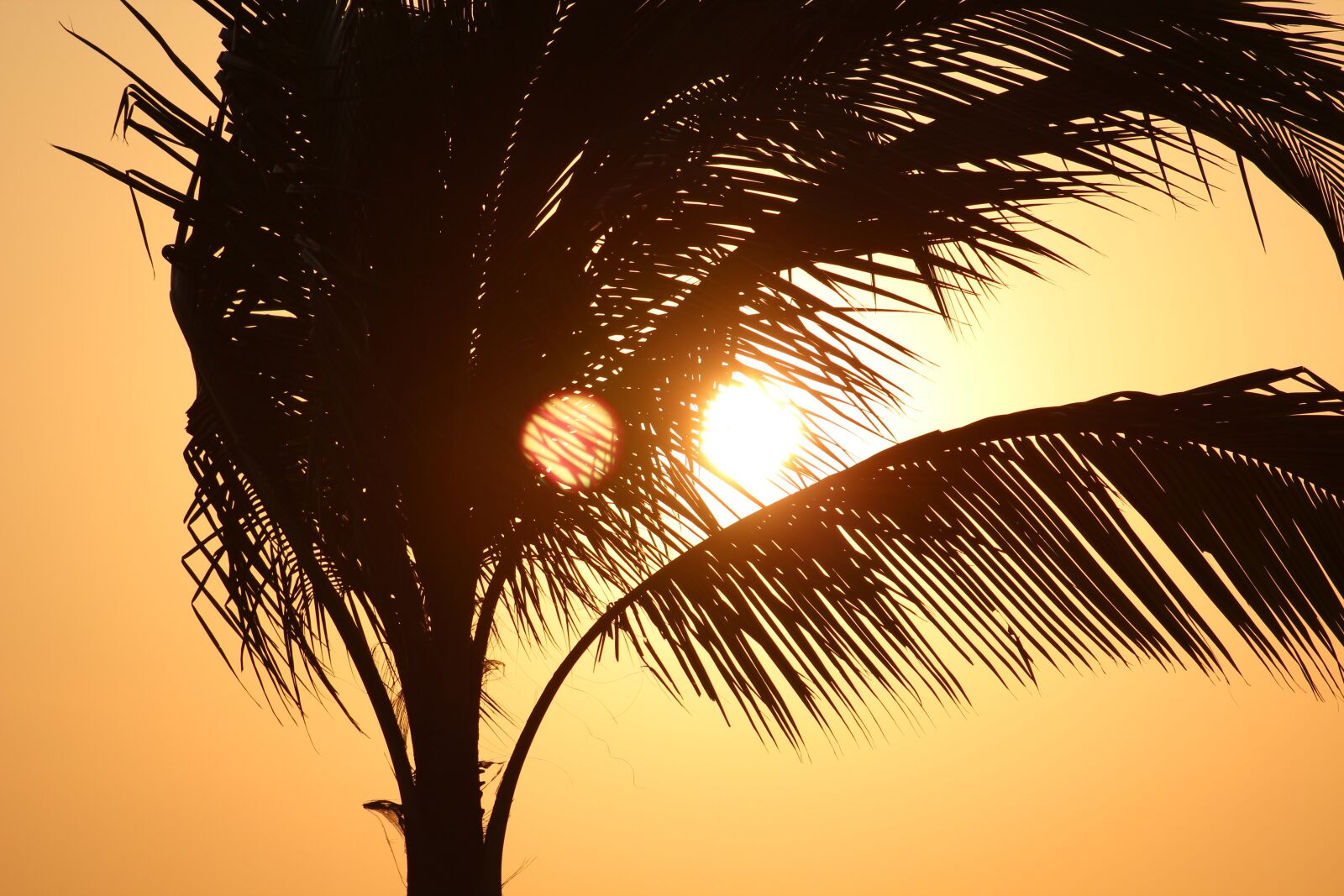 Canon EF75-300mm f/4-5.6 sample photo. Sun, nature, yellow photography