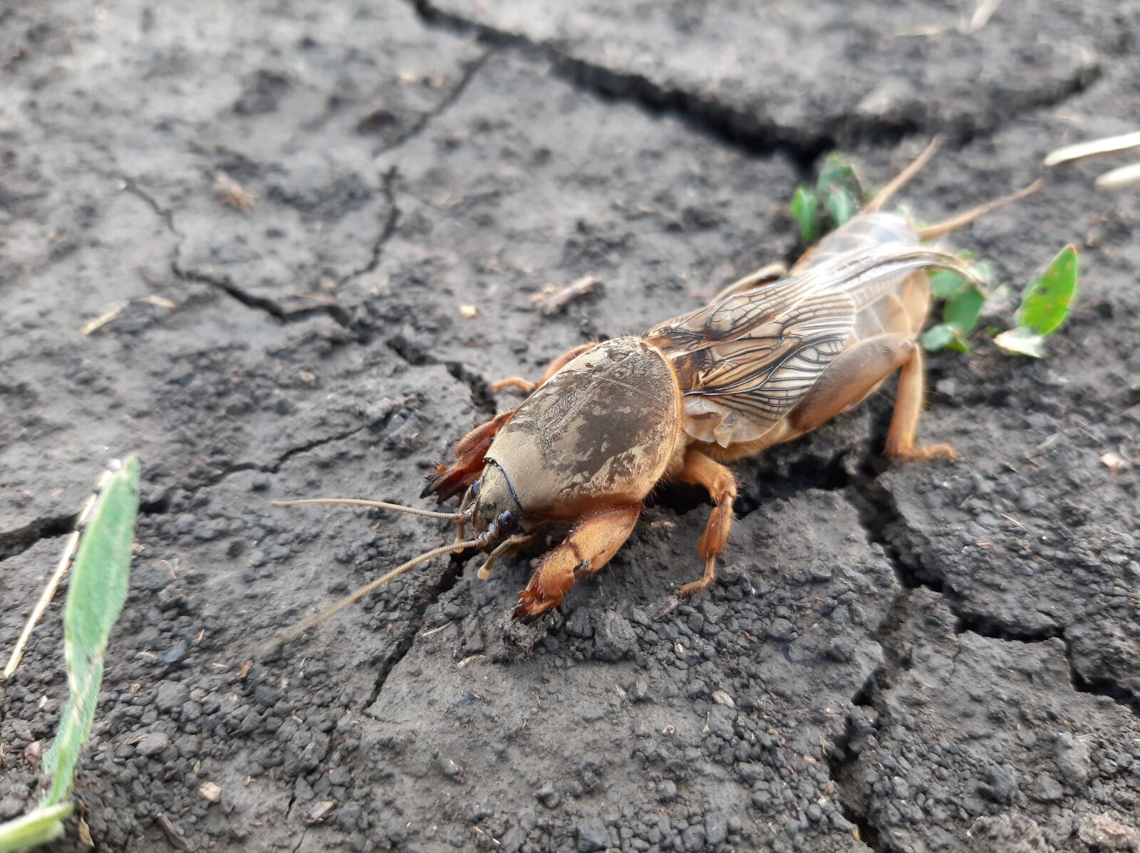 Samsung Galaxy A50 sample photo. Medvedka, insect, beetle photography
