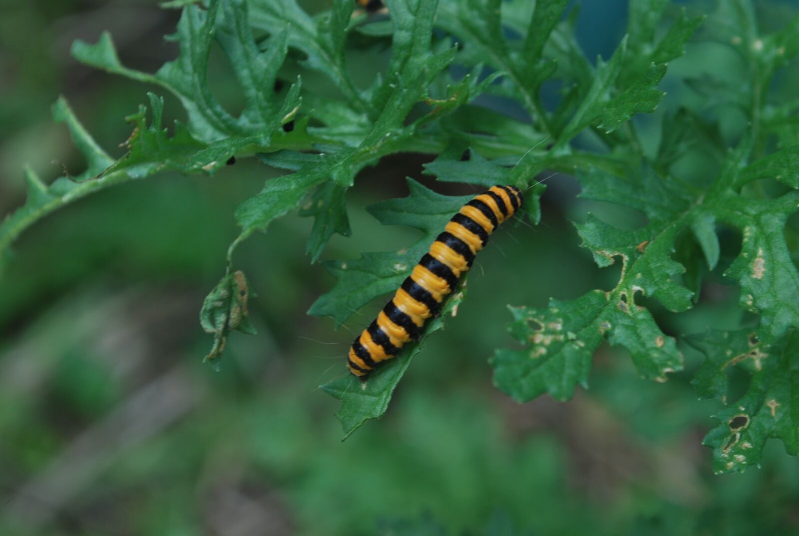 Nikon D60 sample photo. Caterpillar, nature, insect photography