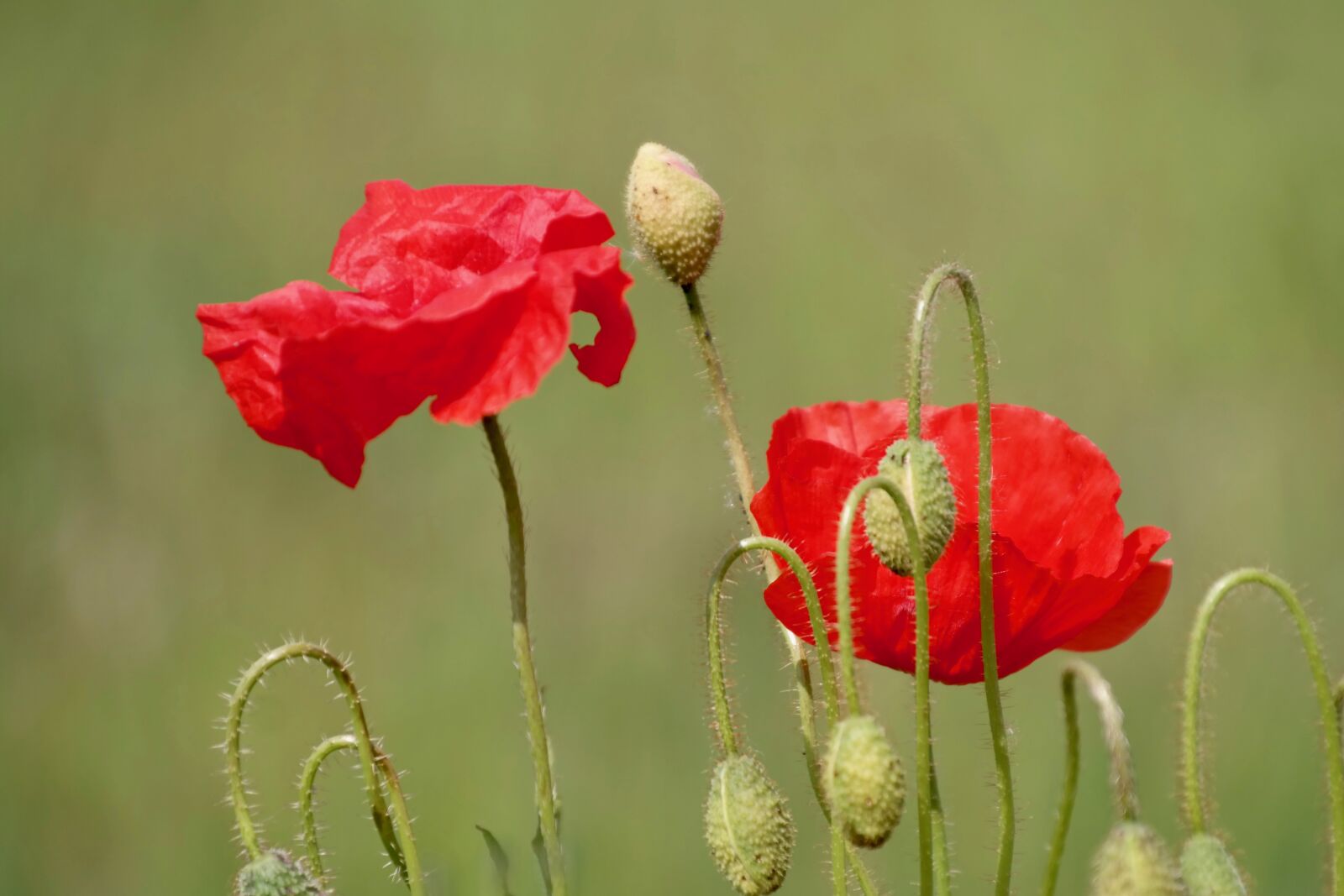 Samsung NX300 sample photo. Flower meadow, poppy, bud photography