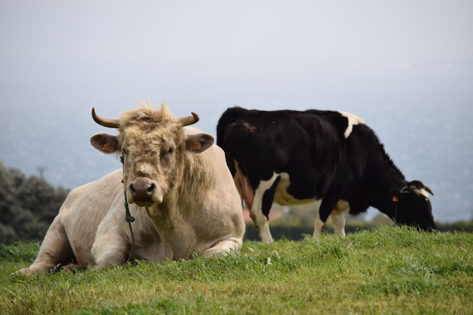 Nikon D3300 sample photo. Bull, cow, livestock photography
