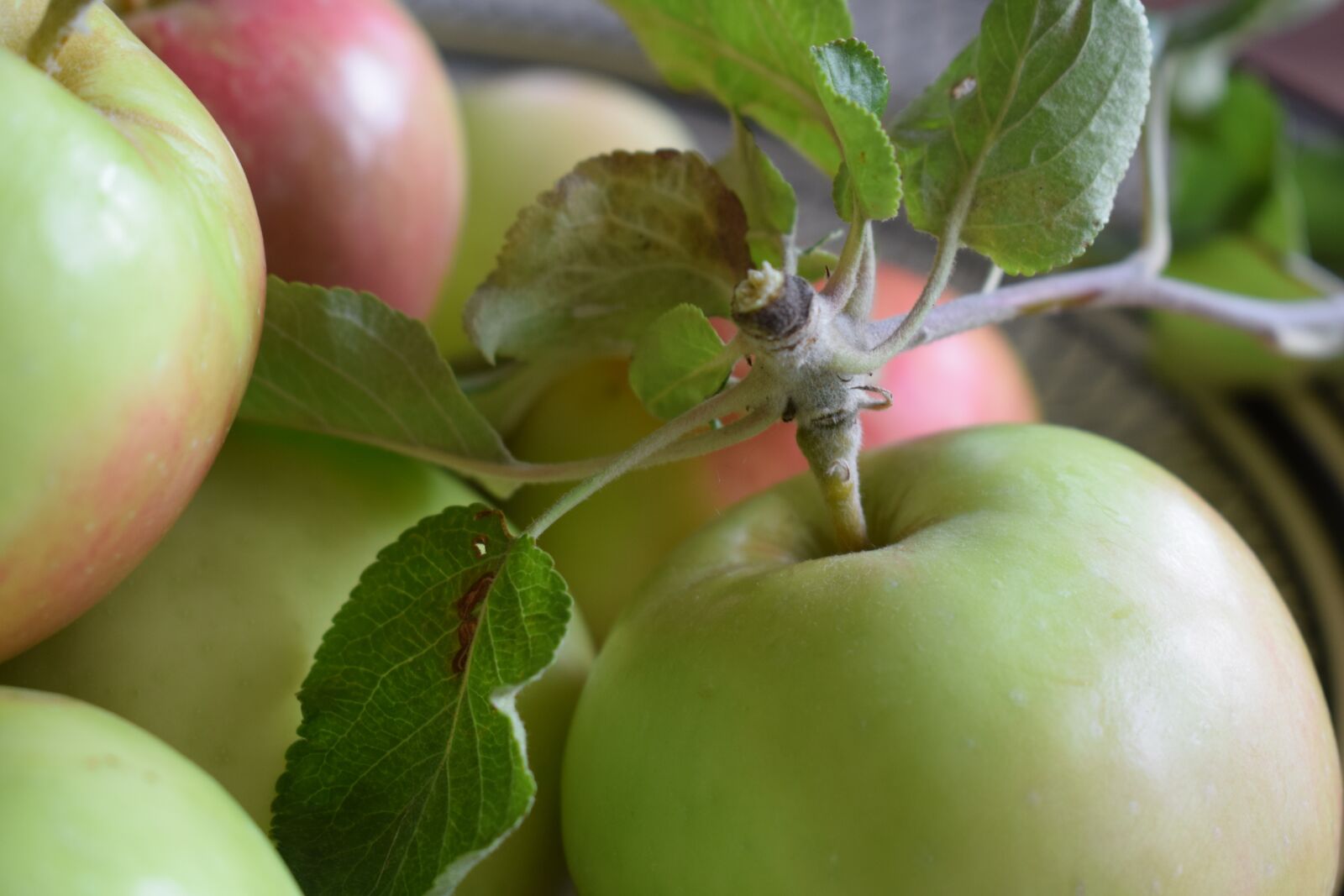 Nikon D3300 sample photo. Apple, apples, fruit photography