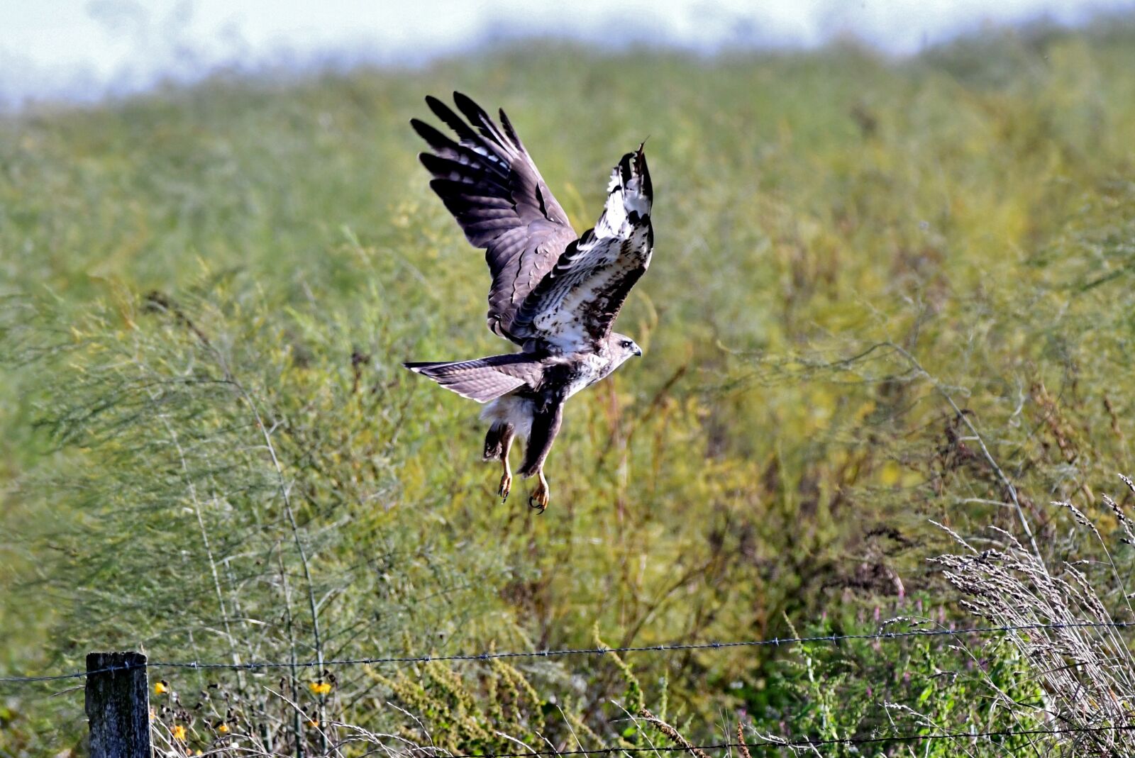Nikon D500 sample photo. Common buzzard, bird of photography