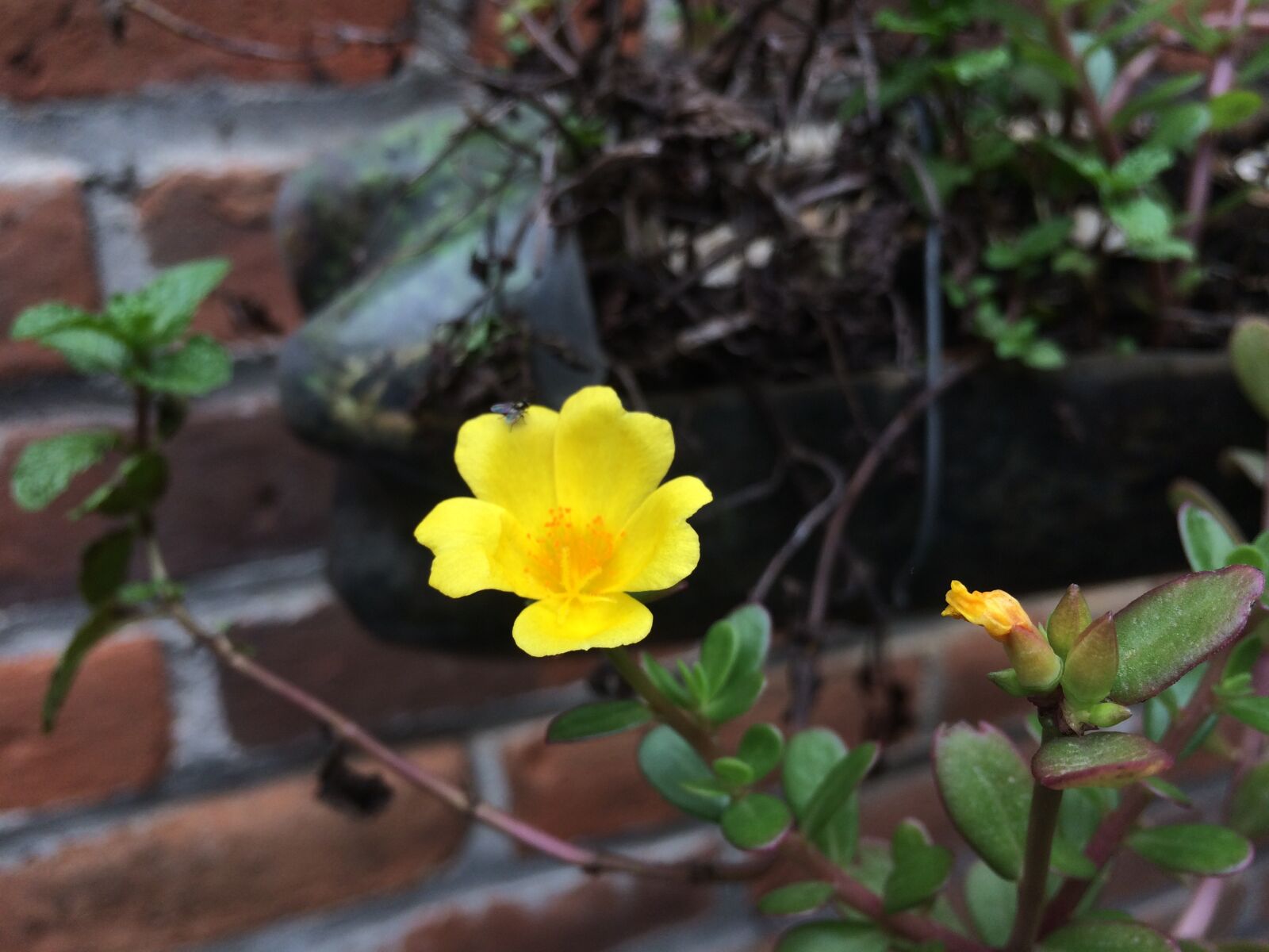 iPhone 5s back camera 4.15mm f/2.2 sample photo. Flower, yellow, flor photography