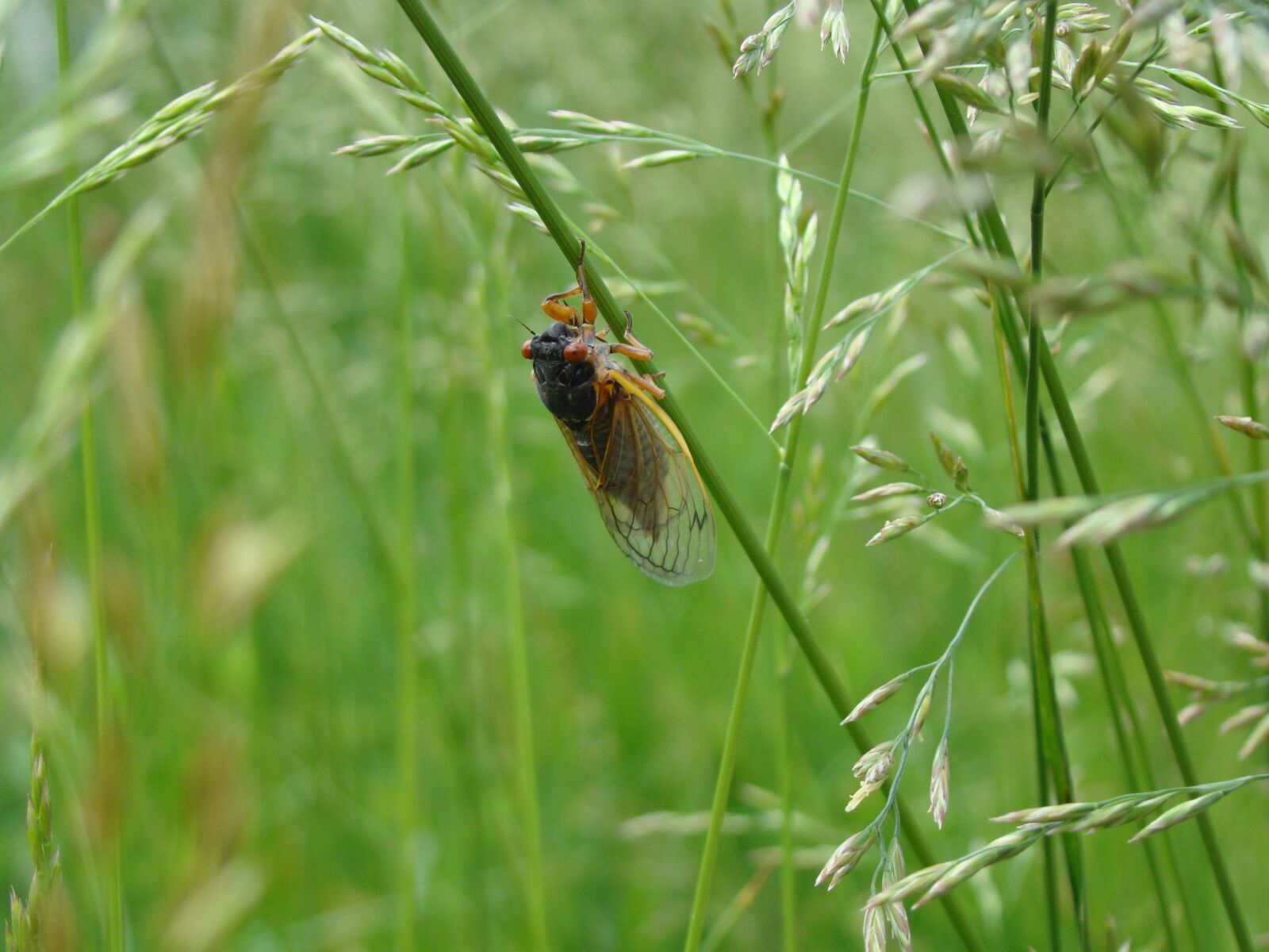 Sony DSC-H9 sample photo. Magicicada, periodical cicada, cicada photography