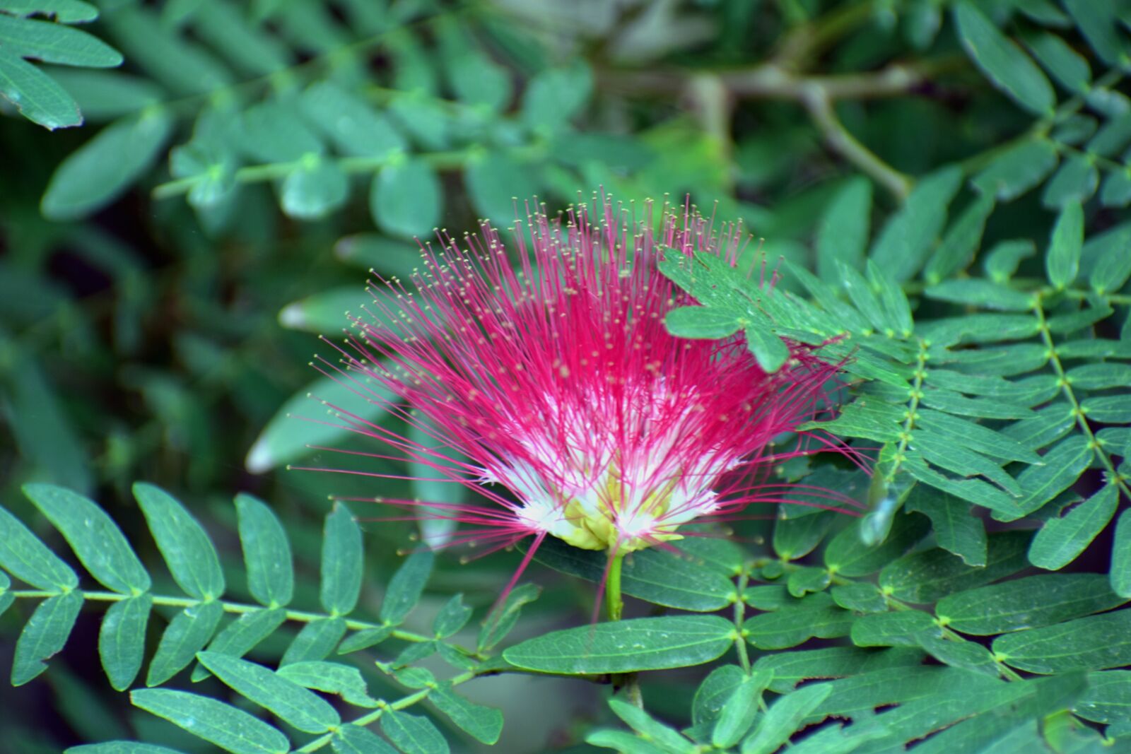 Nikon D5600 sample photo. Malabar chestnut, brush tree photography