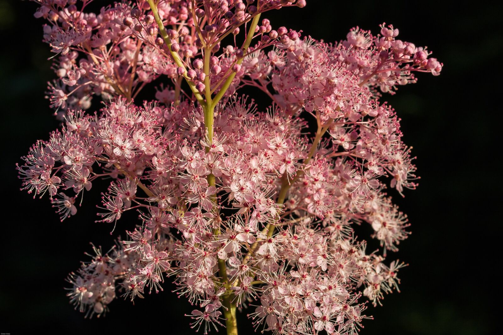 Canon EOS 7D Mark II sample photo. Meadowsweet, blossom, bloom photography