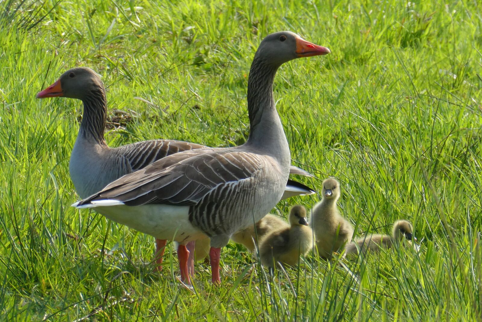 Panasonic Lumix DC-ZS70 (Lumix DC-TZ90) sample photo. Geese, chicks, bird photography