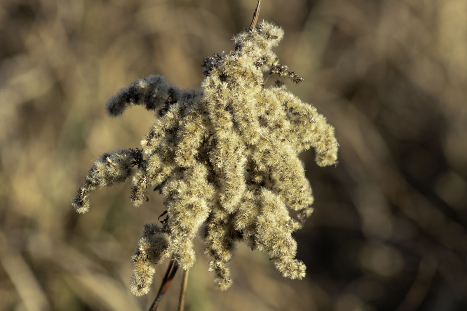 Canon EF75-300mm f/4-5.6 sample photo. Wildflower, goldenrod, meadow flower photography