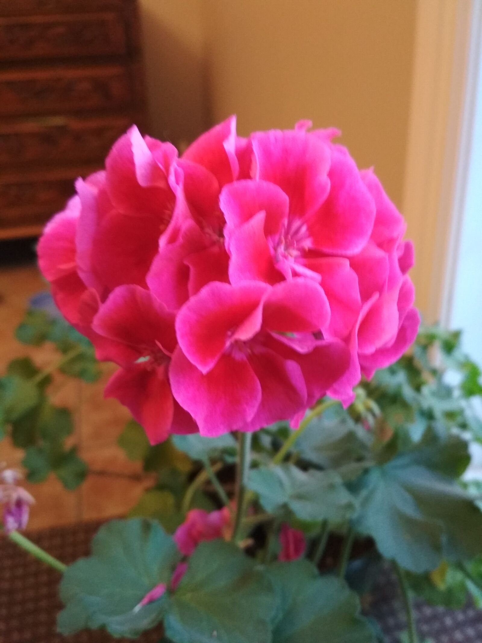 Xiaomi Redmi 4X sample photo. Magenta flowers, geranium, flowers photography