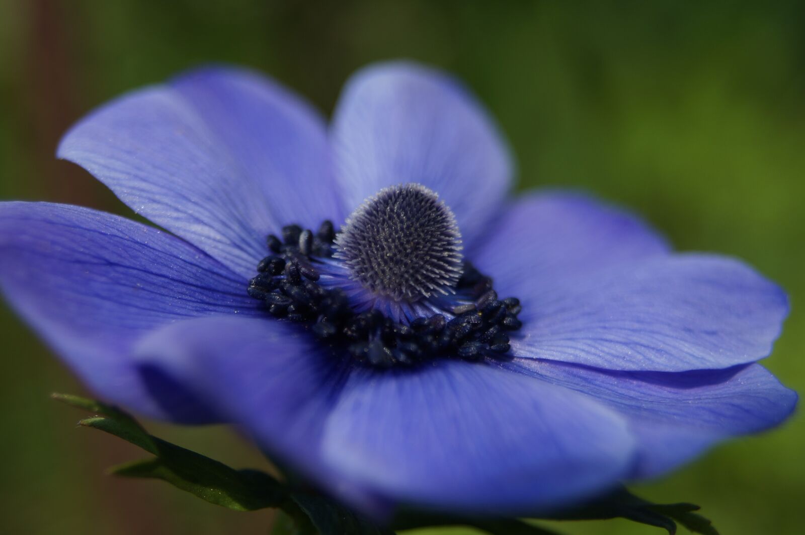 Sony SLT-A57 sample photo. Flower, blue, garden photography
