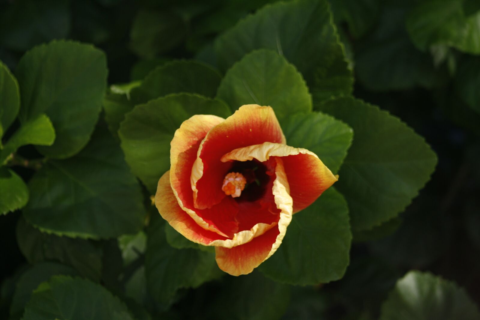 Canon EOS 1000D (EOS Digital Rebel XS / EOS Kiss F) sample photo. Flower, plant, beauty photography