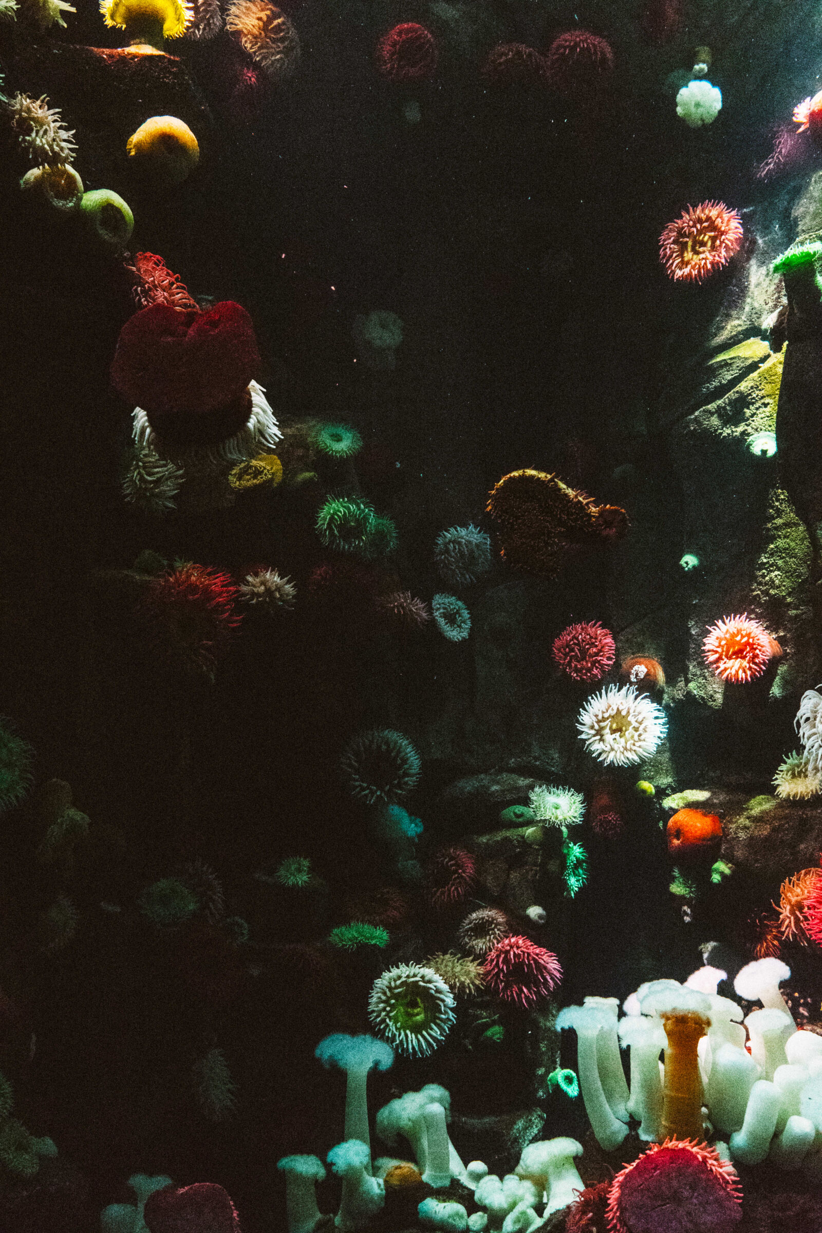 Sony a7 II + Sony FE 28-70mm F3.5-5.6 OSS sample photo. Water, colorful, colourful, corals photography
