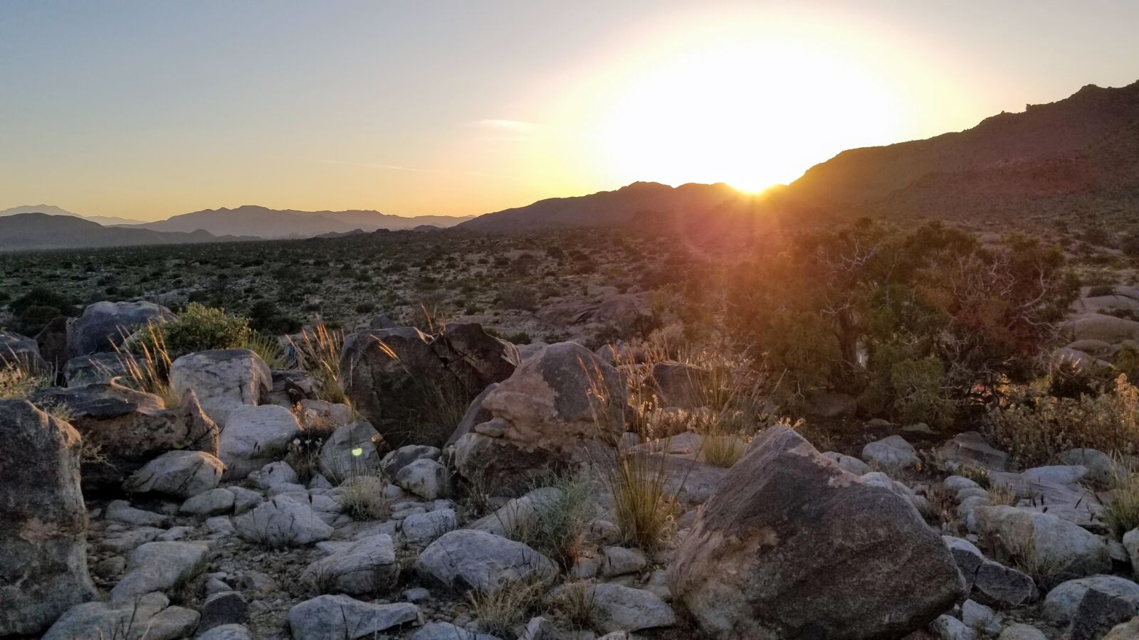 Samsung Galaxy S8+ sample photo. Cactus, california, desert photography