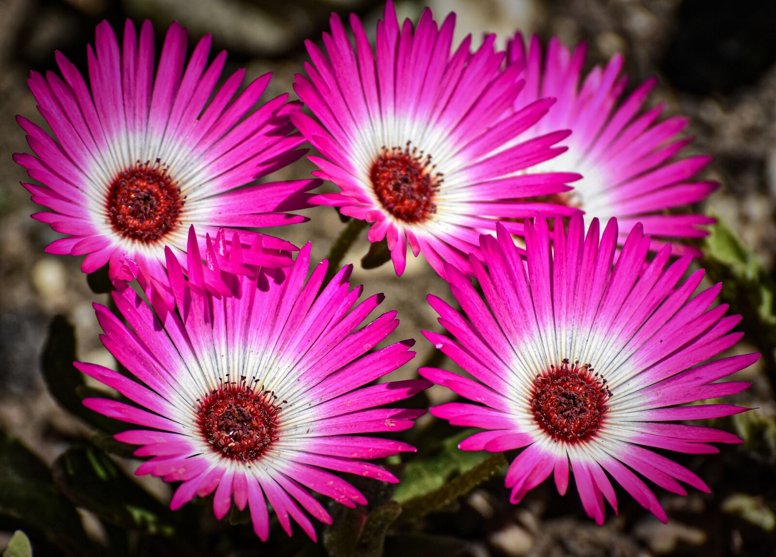 Nikon D7200 sample photo. Flowers, pink, colorful photography