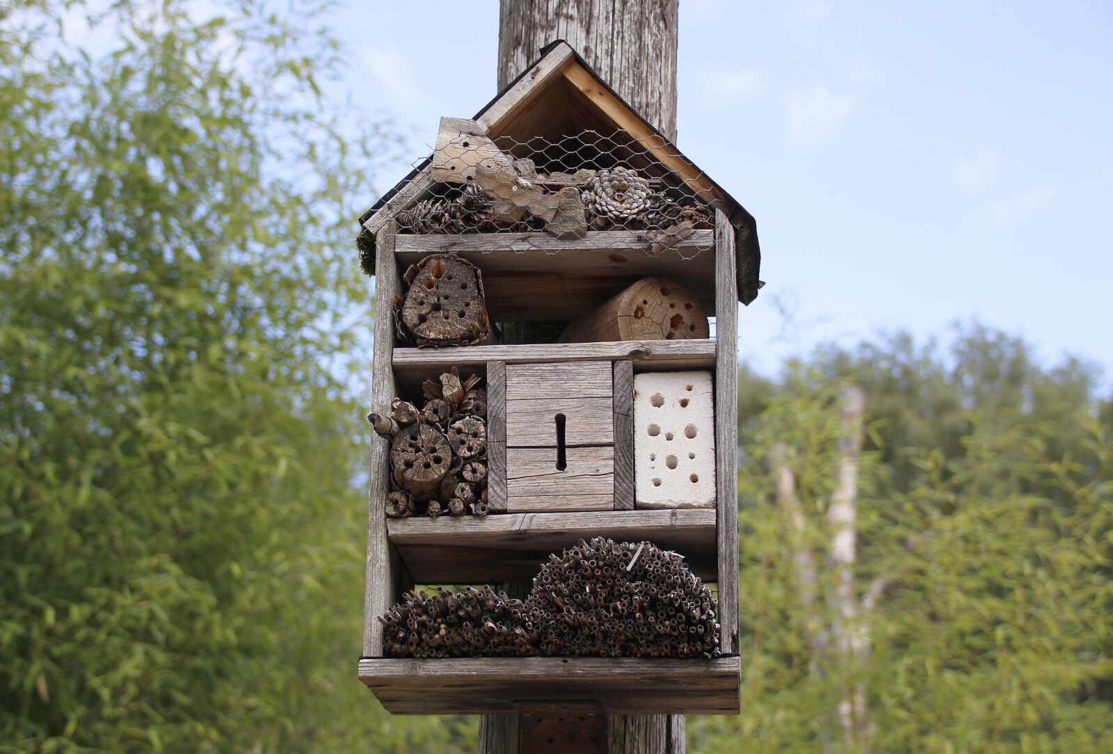 Canon EOS 700D (EOS Rebel T5i / EOS Kiss X7i) sample photo. Bees, house, nature photography