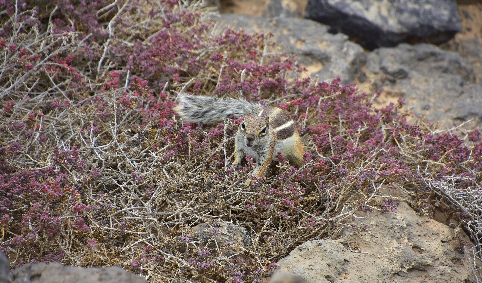 Nikon D7200 sample photo. Squirrel barbary, fuerteventura, rodent photography