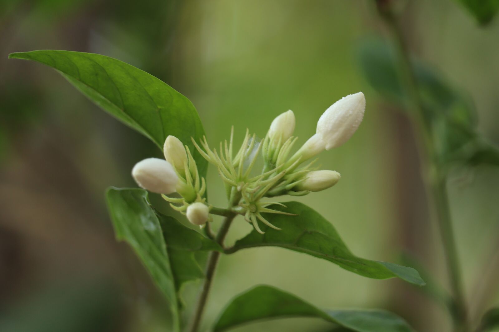 Canon EOS 250D (EOS Rebel SL3 / EOS Kiss X10 / EOS 200D II) sample photo. Flower, jasmine flower, kerala photography