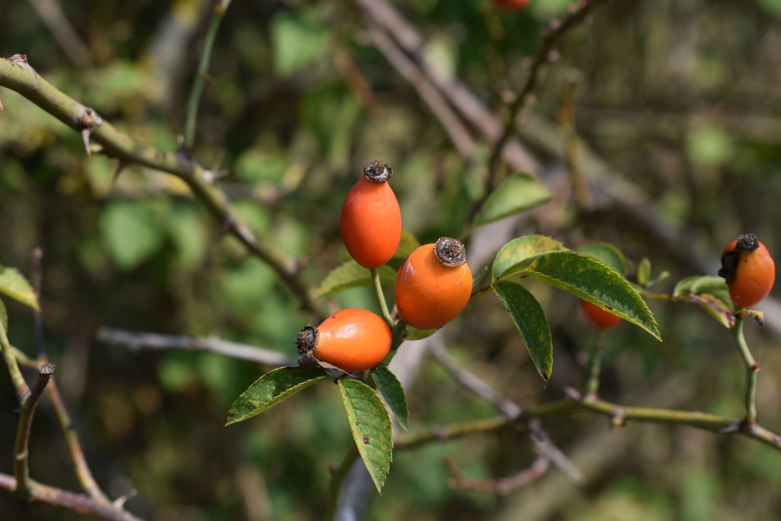 Nikon D3400 sample photo. Rose, darts, autumn photography