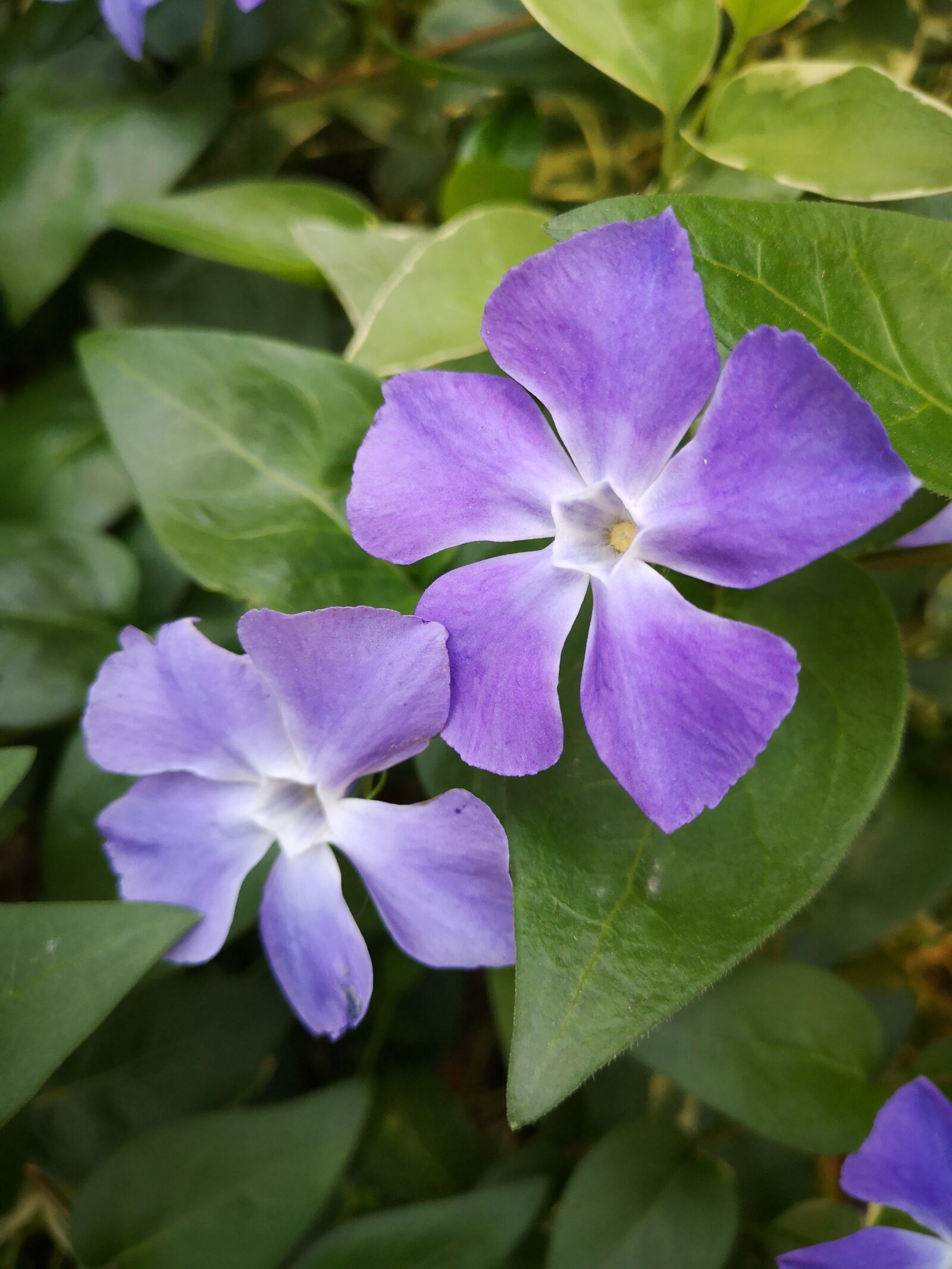 HUAWEI P20 sample photo. Flowers, purple, plant photography