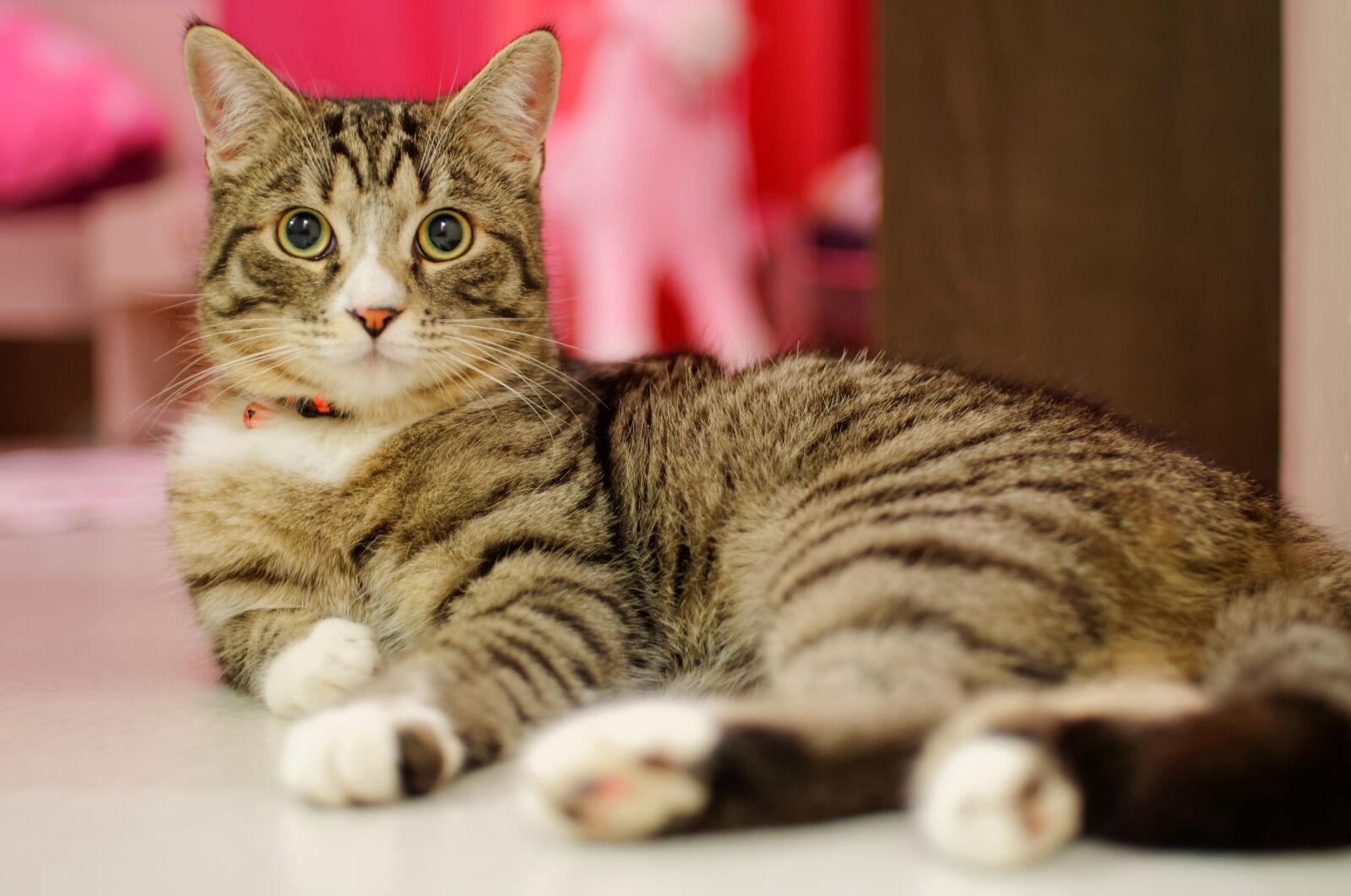 Nikon D300S sample photo. Animal, cat, cute photography