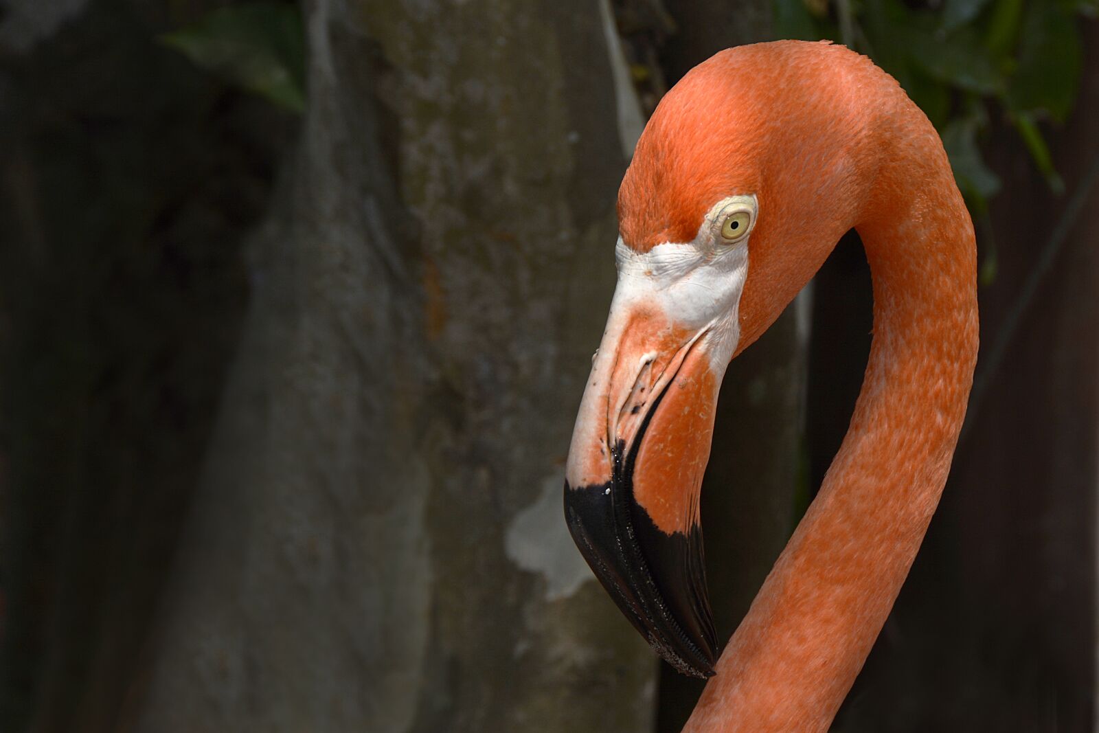 Nikon D7100 sample photo. Flamingo, salmon pink, animal photography