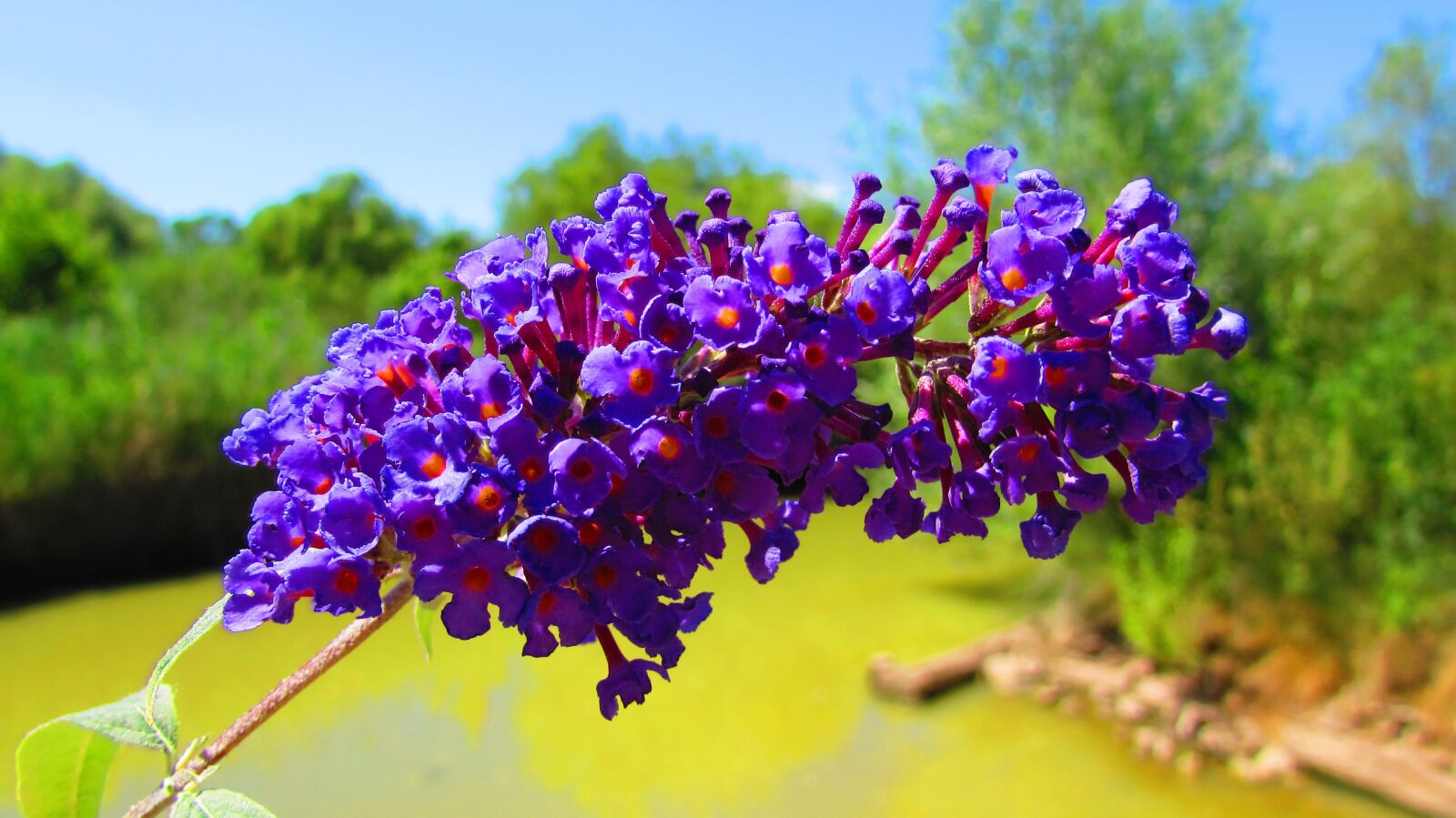 Canon PowerShot SX510 HS sample photo. Beautiful flower, purple, bells photography