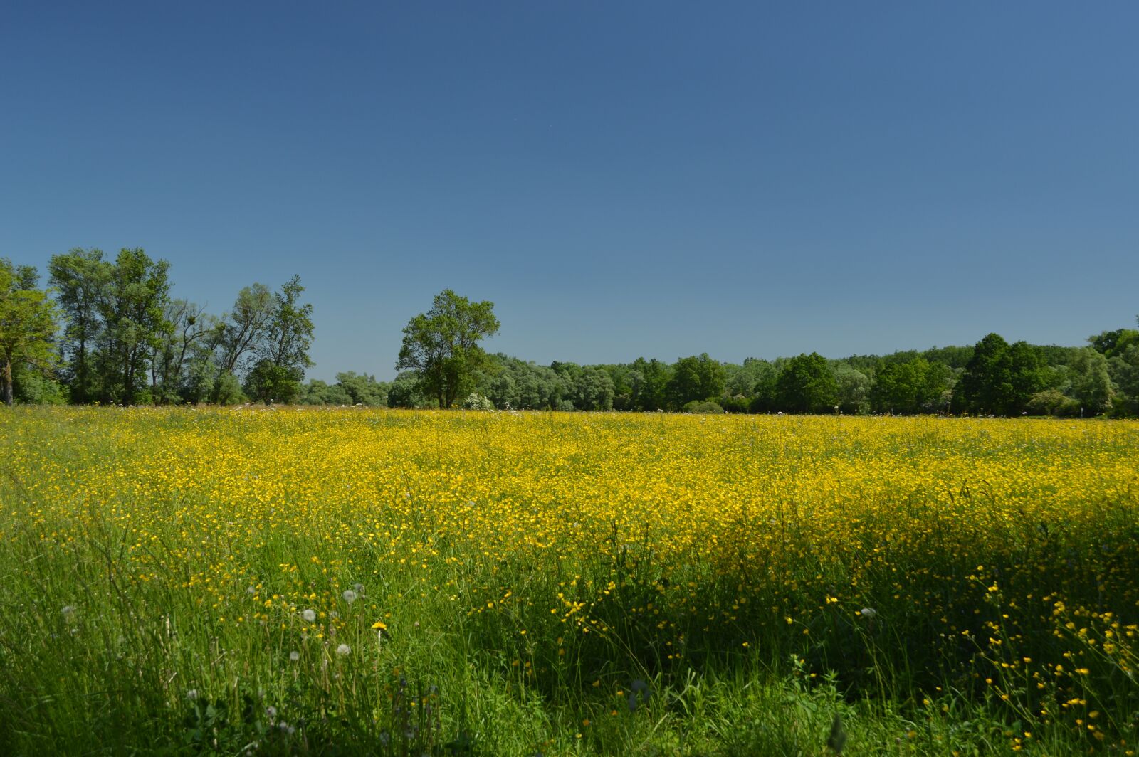 Nikon D3200 sample photo. Flower meadow, meadow, summer photography