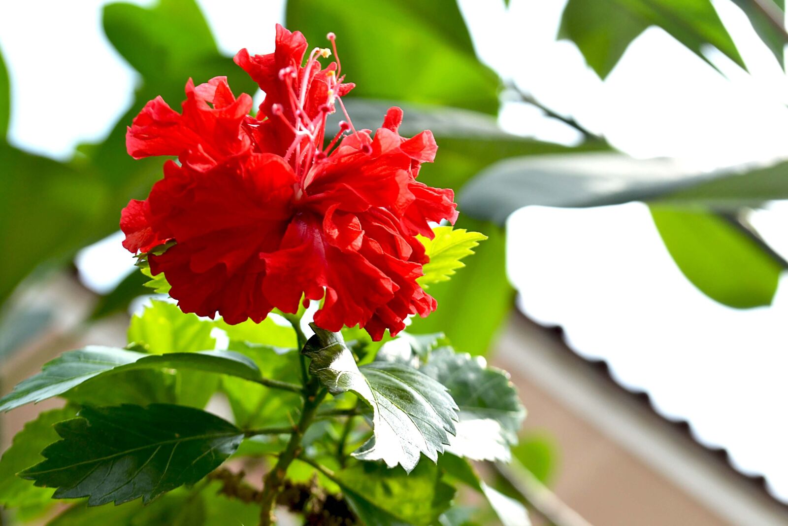 Nikon D3100 sample photo. Relax, habitat, asian photography