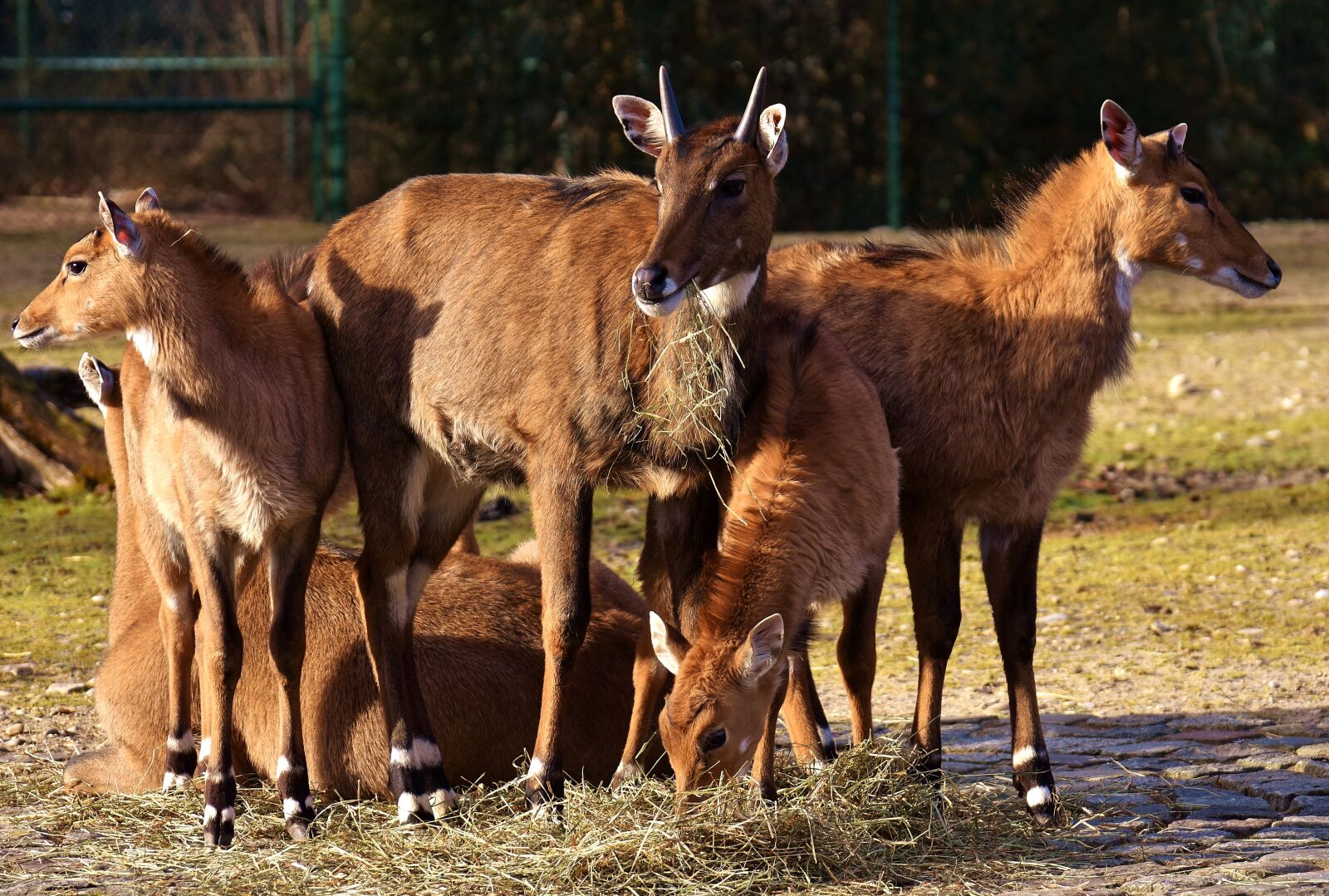 Nikon D7200 sample photo. Blackbuck, wild animal, african photography