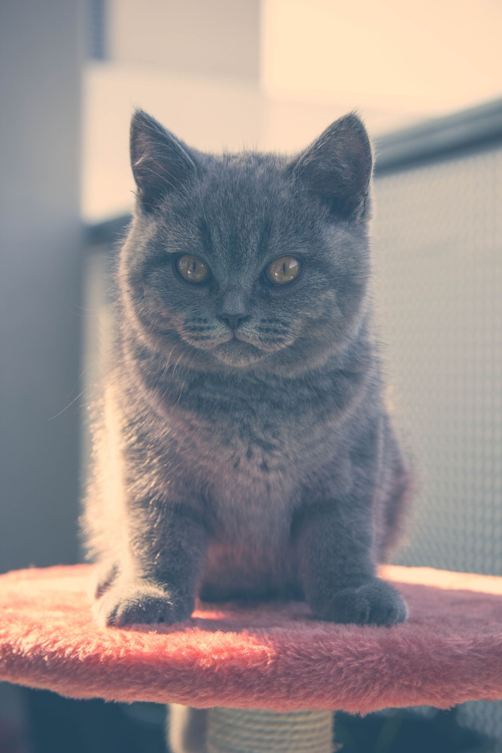 Canon EOS 60D sample photo. Cat, little, animal photography