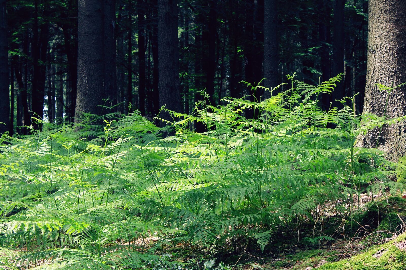 Canon EOS 1200D (EOS Rebel T5 / EOS Kiss X70 / EOS Hi) sample photo. Fern, forest, nature photography