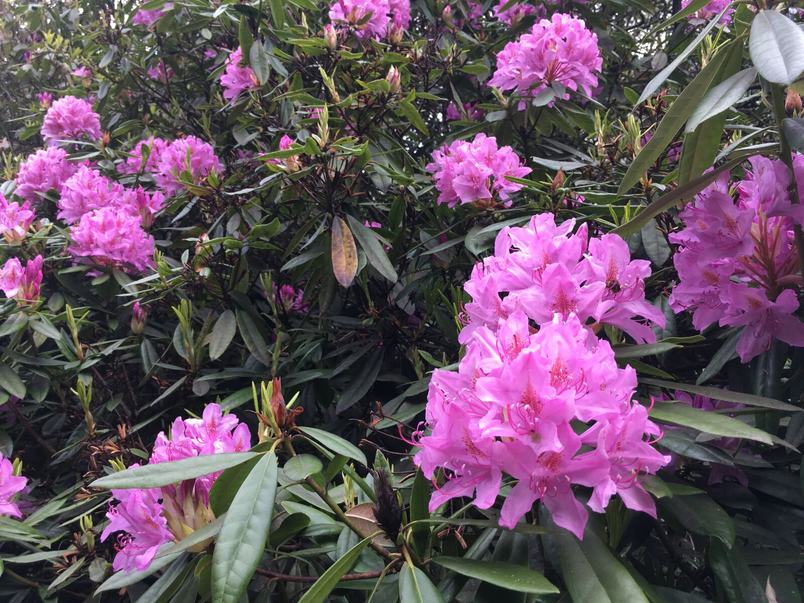 iPhone SE back camera 4.15mm f/2.2 sample photo. Woodland, spring, rhododendron photography
