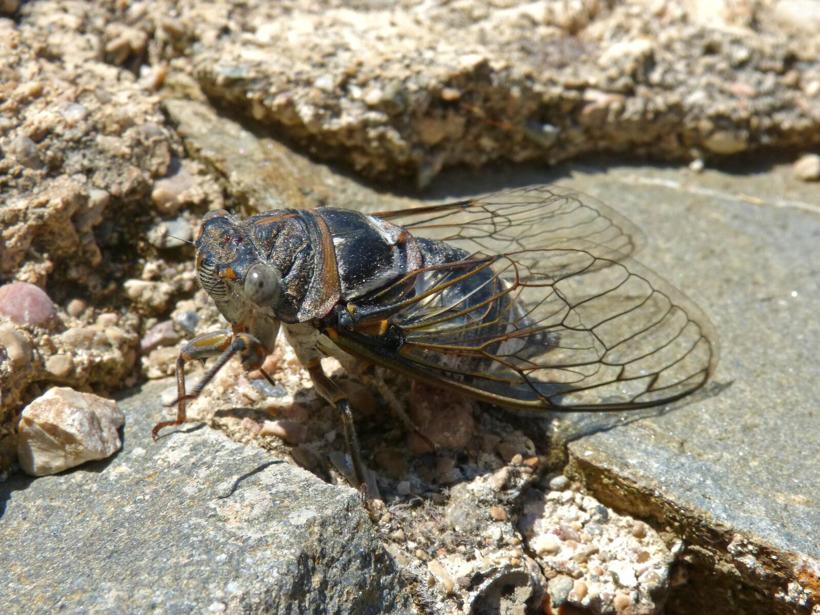 Panasonic DMC-FZ62 sample photo. Cicada, i cic dido photography