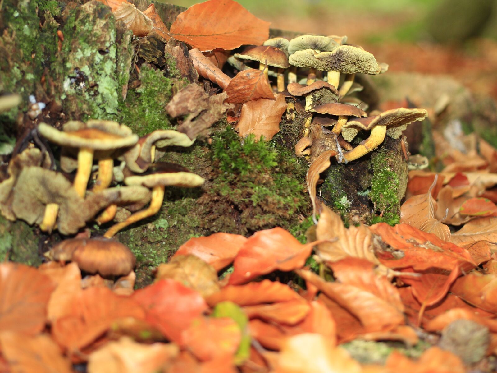 Canon EOS 60D + Canon EF 40mm F2.8 STM sample photo. Mushrooms, forest, leaves photography