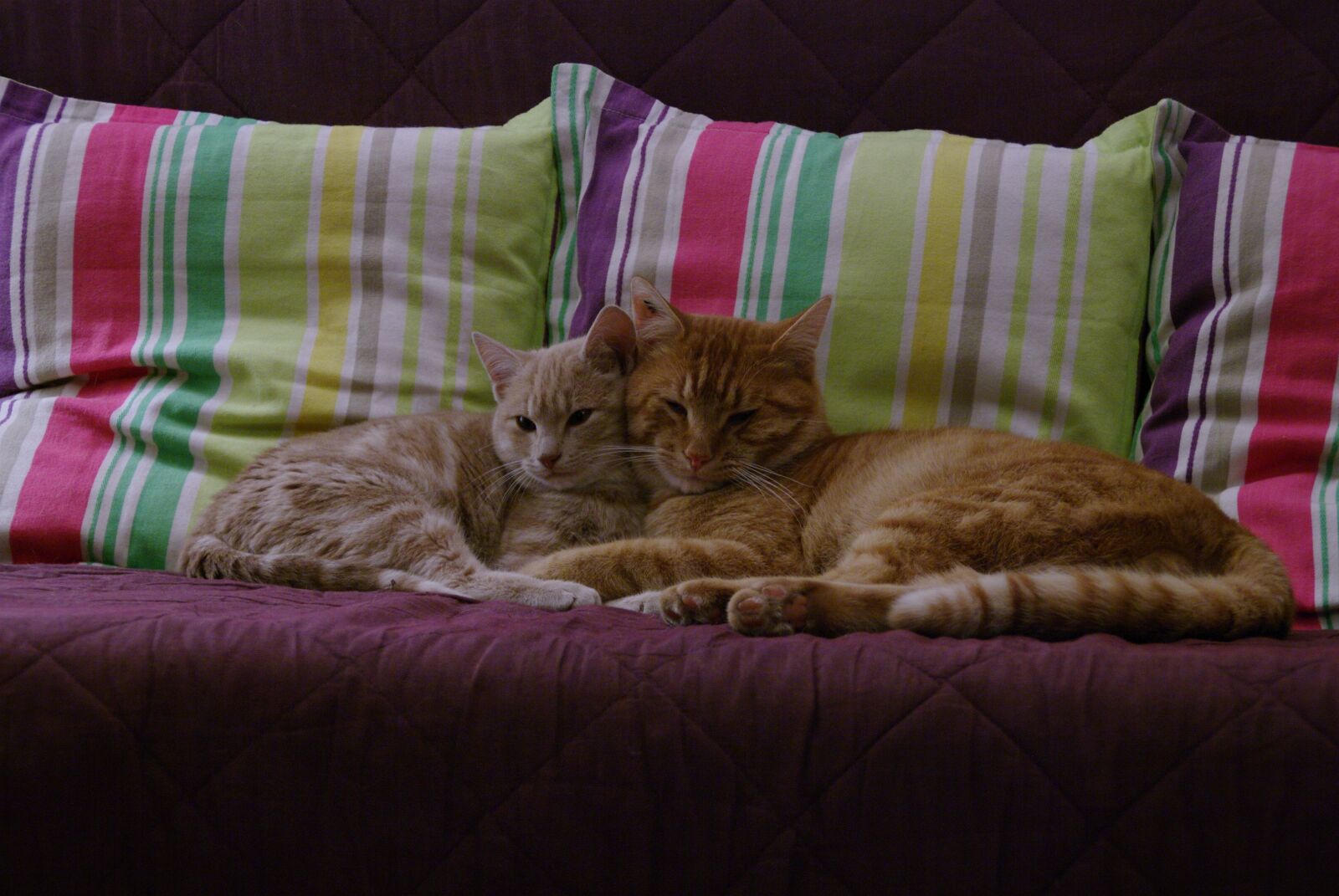 Pentax K20D sample photo. Cat, kitten, cute photography