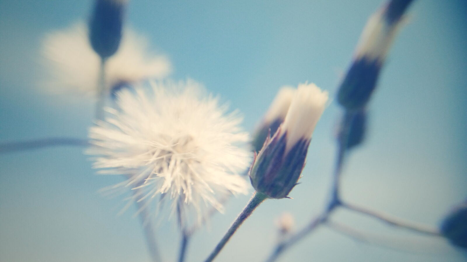Lenovo VIBE X3 LITE sample photo. Beautiful, flowers, blue, sky photography