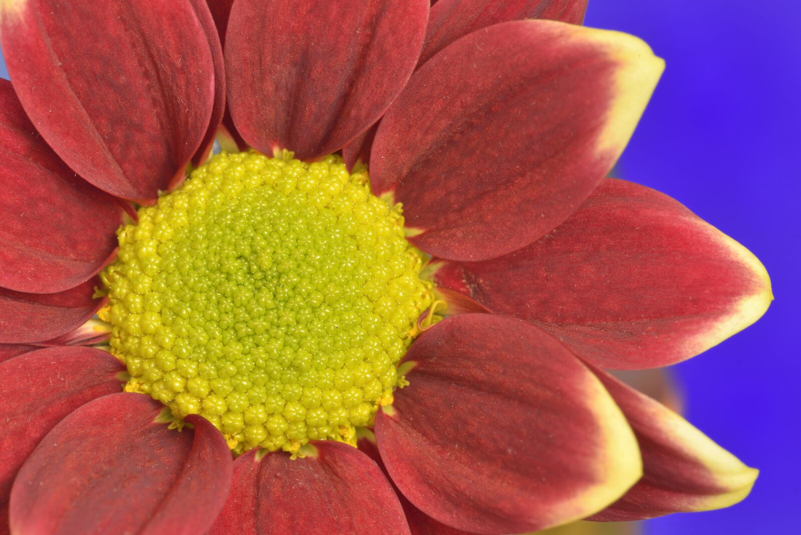 Nikon D610 sample photo. Flower, red, yellow photography
