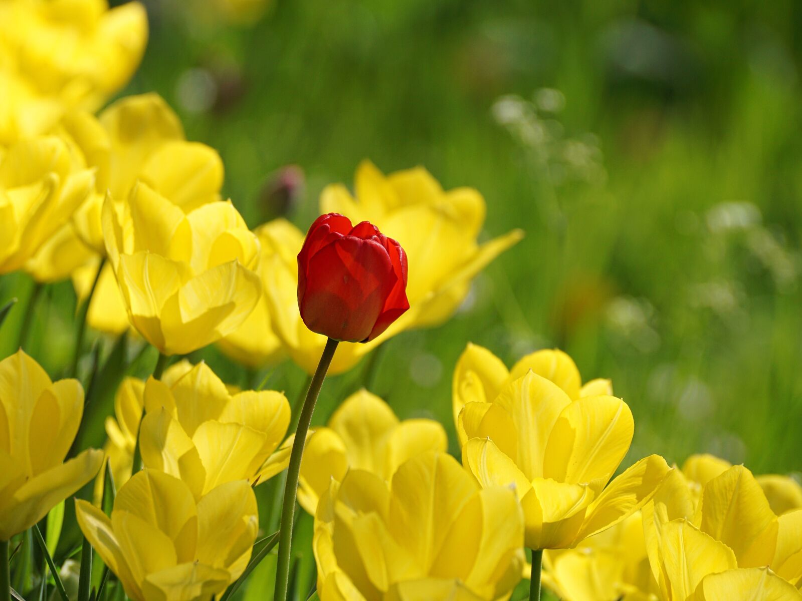 Sony DT 55-300mm F4.5-5.6 SAM sample photo. Tulip, red, tulips photography