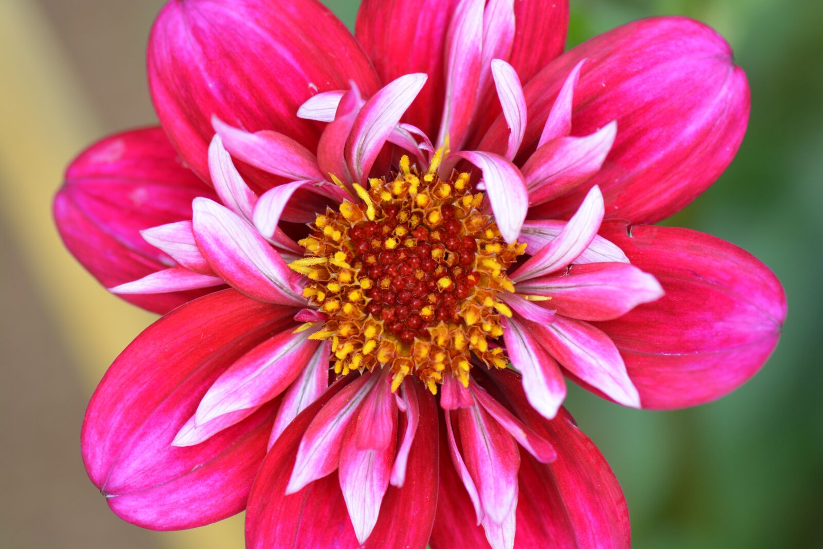 Nikon D5200 sample photo. Flower, nature, dahlia photography