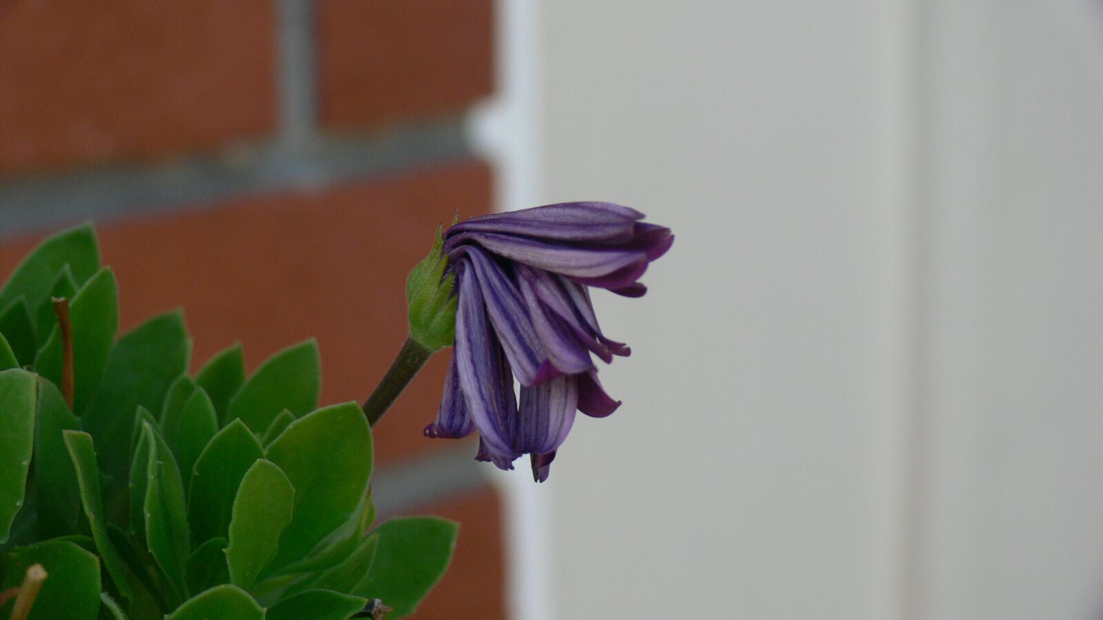 Panasonic DMC-FZ30 sample photo. Blooming, purple, flower photography