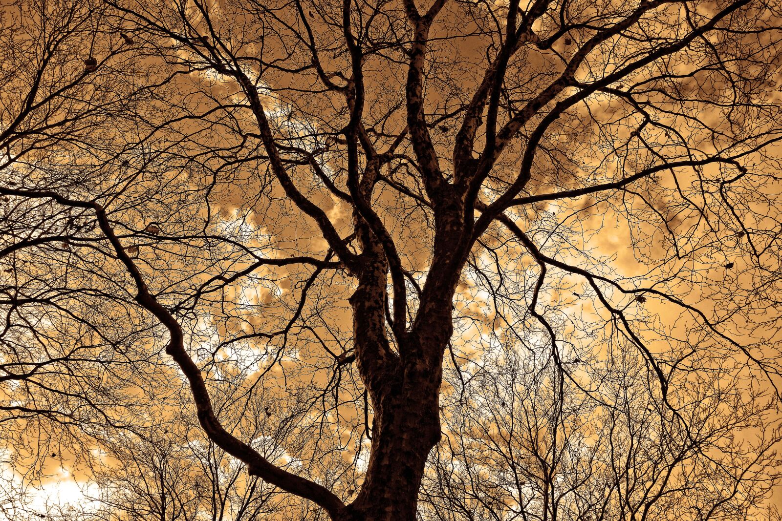Sony Cyber-shot DSC-RX100 sample photo. Tree, treetop, branches photography