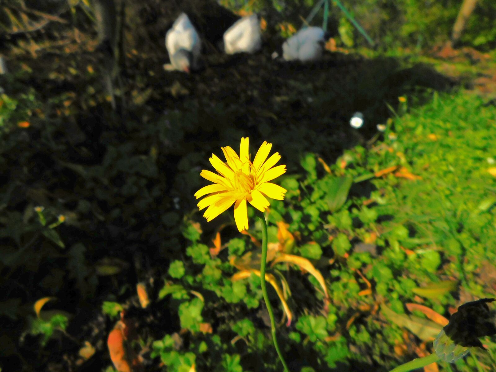 Nikon Coolpix B500 sample photo. Dandelion, flower, garden photography